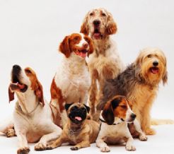 ¿Tu perro es zurdo o diestro? Estas son 5 curiosidades que probablemente desconocías de tu mascota