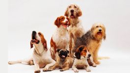 Foto que representa a ¿Tu perro es zurdo o diestro? Estas son 5 curiosidades que probablemente desconocías de tu mascota