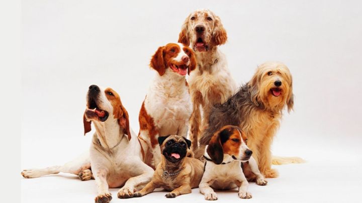 ¿Tu perro es zurdo o diestro? Estas son 5 curiosidades que probablemente desconocías de tu mascota