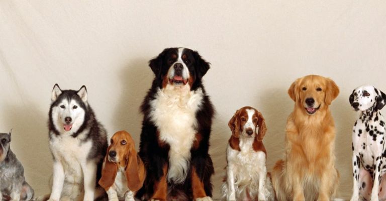 Curiosidades que tal vez desconocías de los perros