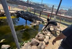 Foto ilustrativa de nota Gobierno de Sonora fortalece con éxito la conservación del pez cachorro del desierto: Cobach