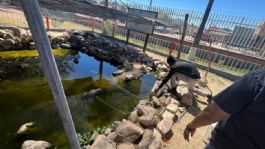 Foto que representa a Gobierno de Sonora fortalece con éxito la conservación del pez cachorro del desierto: Cobach