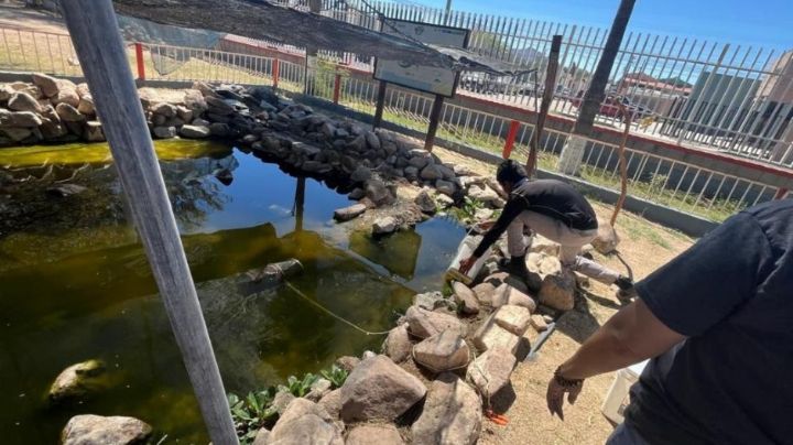 Gobierno de Sonora fortalece con éxito la conservación del pez cachorro del desierto: Cobach