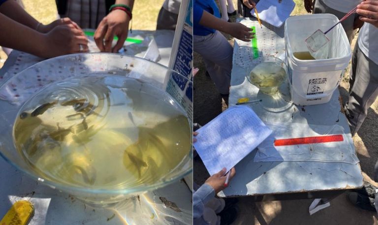 Gobierno de Sonora fortalece con éxito la conservación del pez cachorro del desierto: Cobach