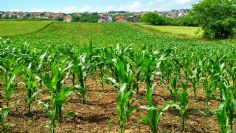 Sigue la preocupación por falta de horas frío que amenaza el trigo del Valle del Yaqui y su rendimiento agrícola