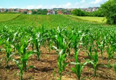 Foto ilustrativa de nota Sigue la preocupación por falta de horas frío que amenaza el trigo del Valle del Yaqui y su rendimiento agrícola
