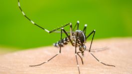 Foto que representa a Salud Sonora llama a la ciudadanía a prevenir el dengue ante temporada invernal atípica