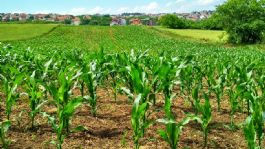 Foto que representa a Sigue la preocupación por falta de horas frío que amenaza el trigo del Valle del Yaqui y su rendimiento agrícola