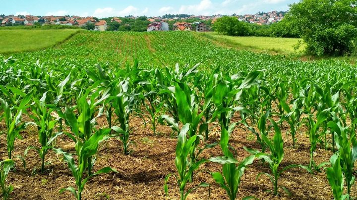 Sigue la preocupación por falta de horas frío que amenaza el trigo del Valle del Yaqui y su rendimiento agrícola