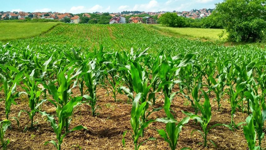 Sigue la preocupación por falta de horas frío que amenaza el trigo del Valle del Yaqui y su rendimiento agrícola