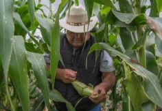 Foto ilustrativa de nota Sader Sonora concluye trámite de pagos del Programa Precios de Garantía para el trigo panificable