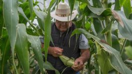 Foto que representa a Sader Sonora concluye trámite de pagos del Programa Precios de Garantía para el trigo panificable