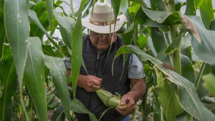 Sader Sonora concluye trámite de pagos del Programa Precios de Garantía para el trigo panificable