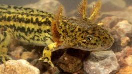 Foto que representa a ¡Increíble hallazgo! Por primera vez descubren ajolotes tarahumara en el municipio de Álamos