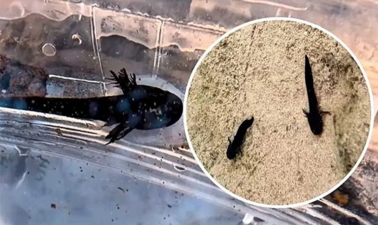 ¡Increíble hallazgo! Por primera vez descubren ajolotes tarahumara en el municipio de Álamos