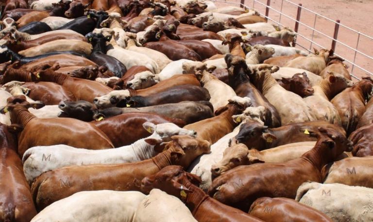 Sader Sonora fortalece el compromiso con el sector ganadero durante sesión de la UGRS