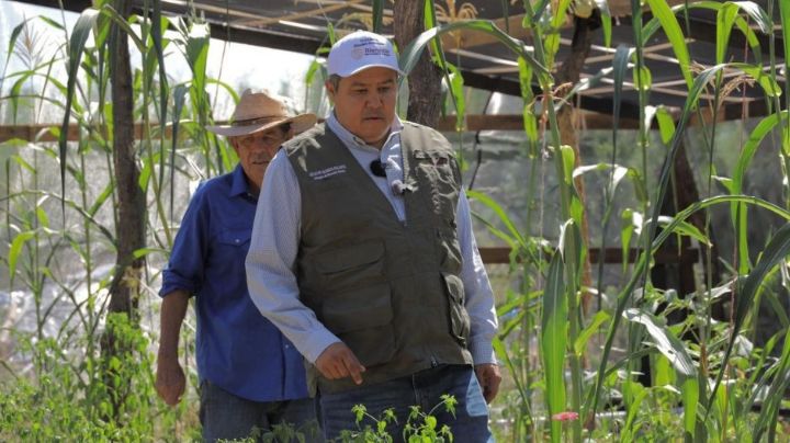 Programa Sembrando Vida en Sonora beneficia a 5 mil sembradores con más de 30 millones de pesos