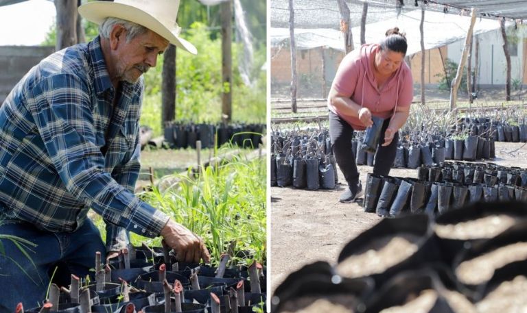 Programa Sembrando Vida en Sonora beneficia a 5 mil sembradores con más de 30 millones de pesos
