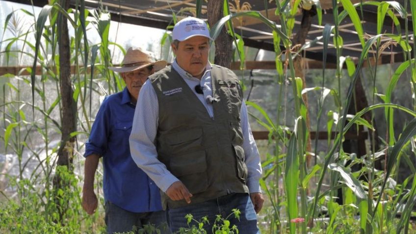 Programa Sembrando Vida en Sonora beneficia a 5 mil sembradores con más de 30 millones de pesos
